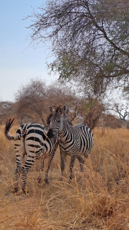 Tarangire, zebre